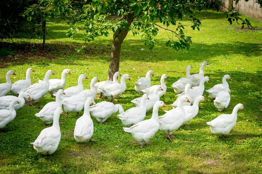 Stock image of white geese.