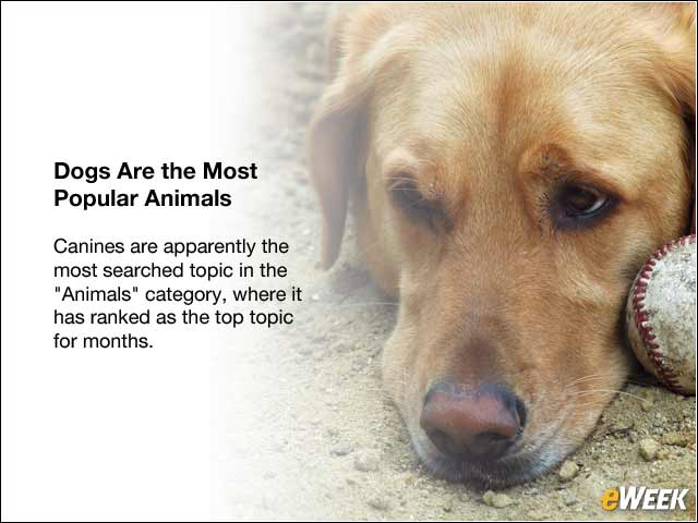 2 - Dogs Are the Most Popular Animals
