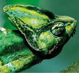 What’s Next for SUSE?
