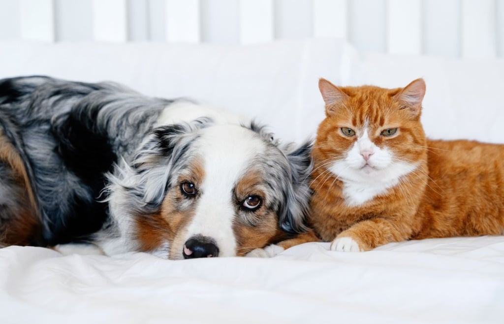 Blue merle Australian Shepherd dog and orange tabby cat laying on a white bed
