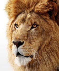 Preparing for Lion Requires Common Sense, Little Else