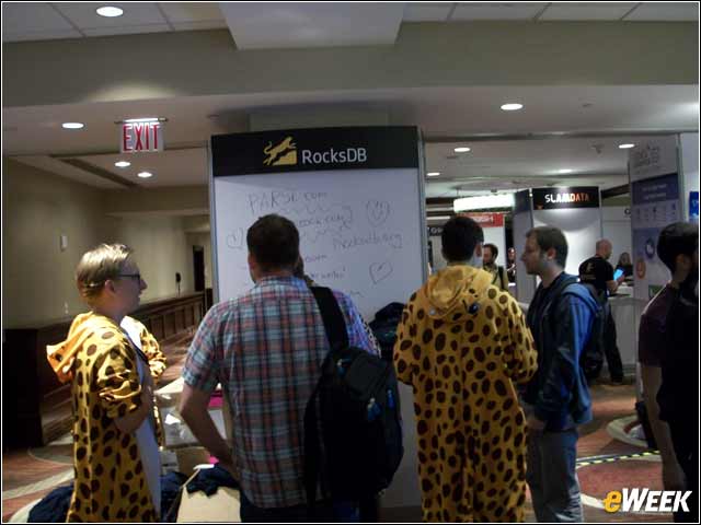 13 - Cheetahs