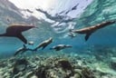 Google Maps Brings the Galapagos to Your Urban Aquarium