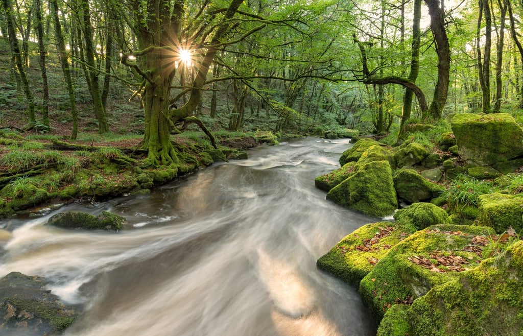 Image of a magical forest.